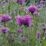 Sandi Croan - Flowers