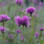 Sandi Croan - Flowers2