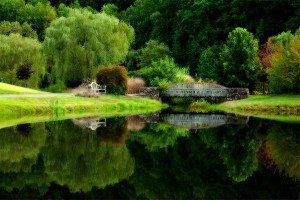 Scott Musson - Meadowlark Reflections