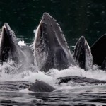 Humpback Attack by Bill Corbett