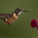 advanced_sam schaen_purple-throated woodstar