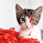 _DSC8785 6x4 cropped Tortellini