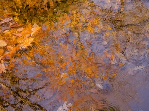 Judy McGuire - Bear Run, Mill Run, PA