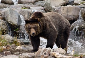 Kip Holdridge - Bear