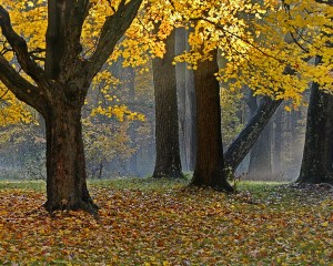 Minnie Gallman - Fall