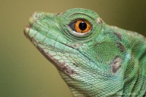 1302250829161green_crested_basilisk_bp_t