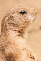 1308290639401prarie_dog_3-0_f_lr_8-17-13_j158_t