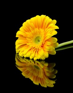 Georgette Grossman Reflections - HM