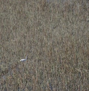 Philip Winters - Egret in Marsh - HM