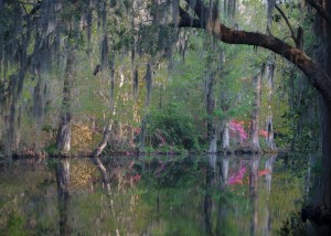 Willa Siegel - Carolina Spring - 3rd Place
