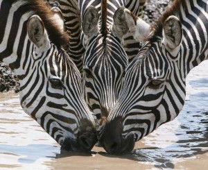 Bill Millhouser - Only One Place to Drink - HM 