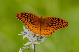 Meadow Fritillary, River Farm, Alexandria, VA