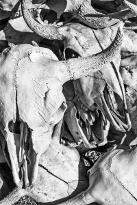 Ginger Werz-Petricka - Dry Bones