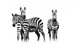 Friedman-B-HowManyZebra2