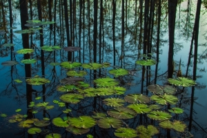 Color Print Class3_Fran Bastress_Reflection with Lily Pads_1st