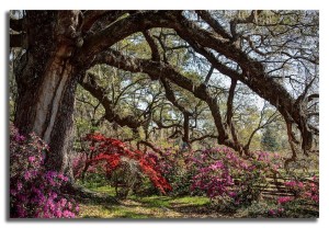 Oak and Azaleas