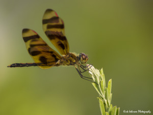Kirk Johnson - Dragon Fly