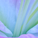 Longwood Garden Favorites