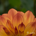 Orange and Yellow Vlower
