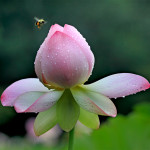 Ready to Land (Kieu-Hanh Vu)