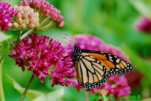 Photo bt Fred Siskind 