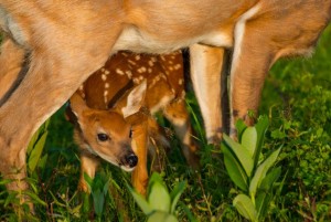 Fawn