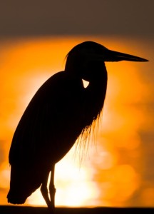 Heron Silhouette
