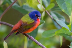 Painted Bunting