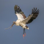 Bill Millhouser - Gliding Home