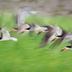 ColorClass3_1st_Stan Bysshe_Skimmers