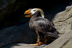 Puffin from Newport Aquarium