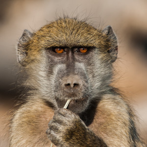 baboon_CN90359