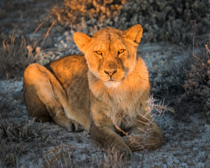 lion_DSC_5507