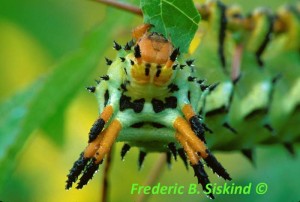 Hickory Horned Devil