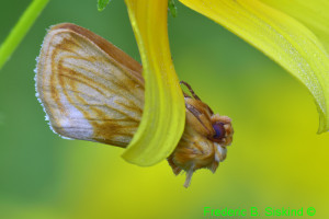 Goldenrod Stowaway