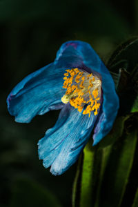 Bob Friedman - Blue Poppy