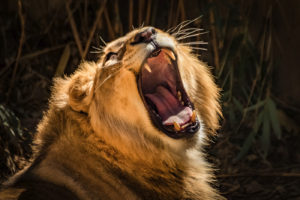 David Crooks- Lion Yawn