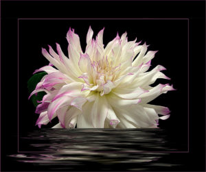 Kieu-Hanh Vu - Dahlia Reflection