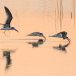 Skimmers at Worg - Dennis Govoni