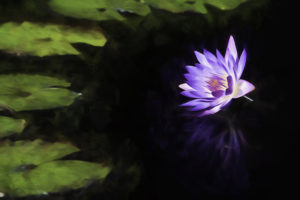 Water Lily